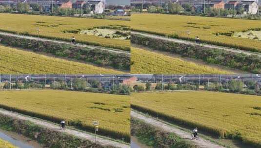 田埂里骑车的女孩 田野骑行 骑自行车3高清在线视频素材下载