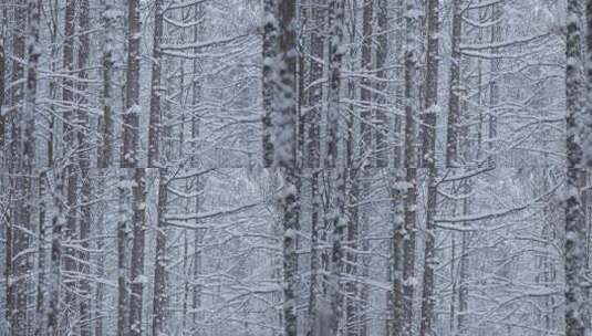 伏牛山冬季雪景雾凇高清在线视频素材下载