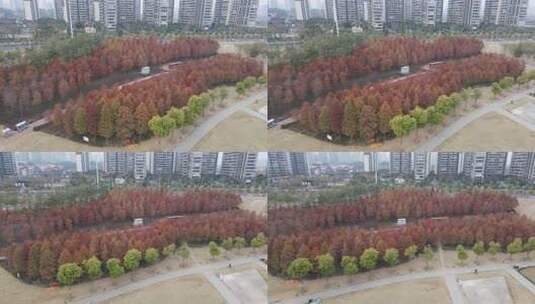 灵龟山公园落羽杉航拍高清在线视频素材下载