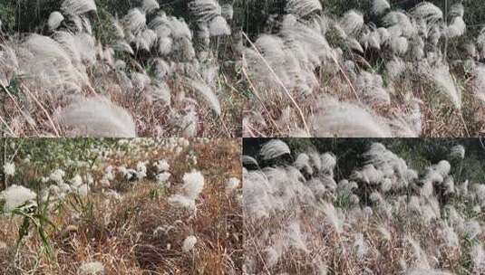 随风飘动的芦苇荡自然景观高清在线视频素材下载