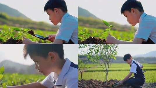 小学生观察绿植特写高清在线视频素材下载