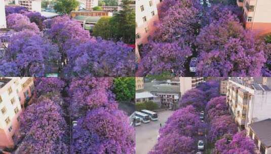 昆明蓝花楹航拍  教场中路高清在线视频素材下载