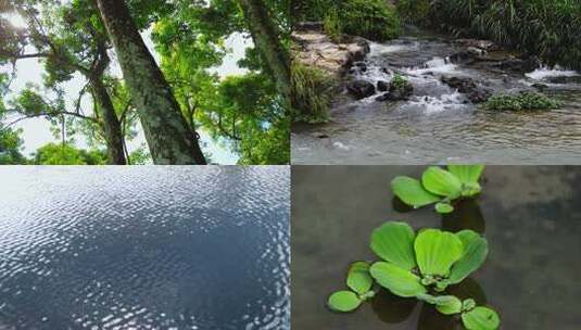 山间小溪水河流水阳光树林视频高清在线视频素材下载