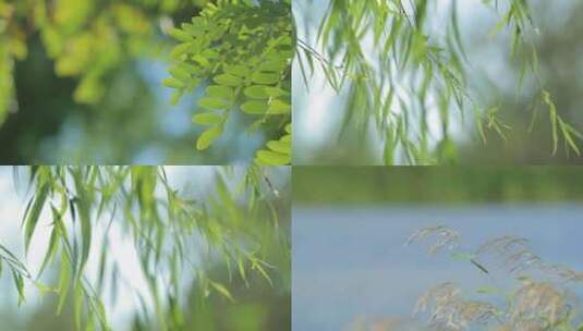 唯美湿地绿植【1080P】高清在线视频素材下载