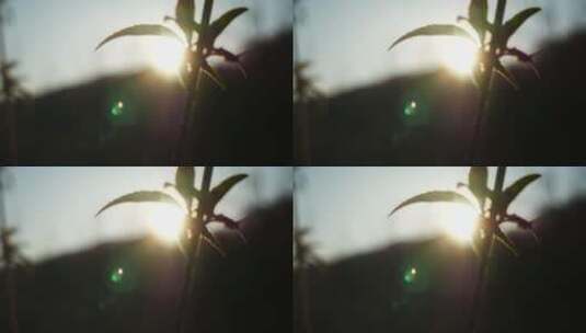 逆光拍摄的植物茎上新叶的近距离镜头高清在线视频素材下载