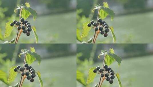 结果实的植物随风摇摆高清在线视频素材下载