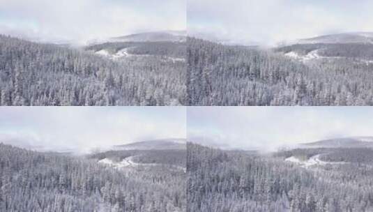 被雪覆盖的树林高清在线视频素材下载