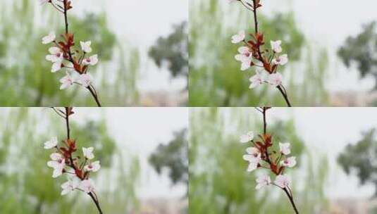 清晨雨后阳光下的植物4K高清在线视频素材下载