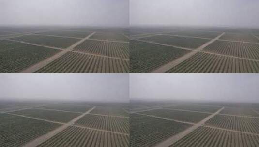 种植农业空镜高清在线视频素材下载