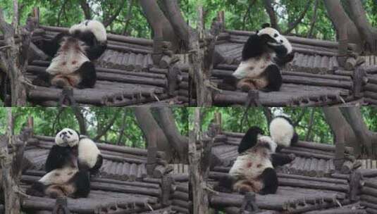 大熊猫-06高清在线视频素材下载