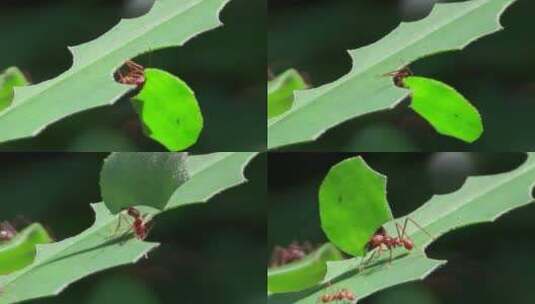切叶蚁在雨林中切叶高清在线视频素材下载