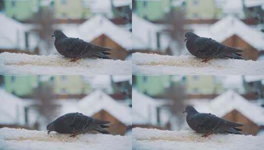 雪地里捕食的鸽子高清在线视频素材下载