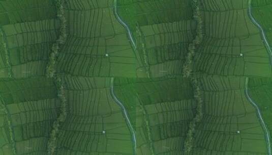 灌溉稻田鸟瞰图高清在线视频素材下载