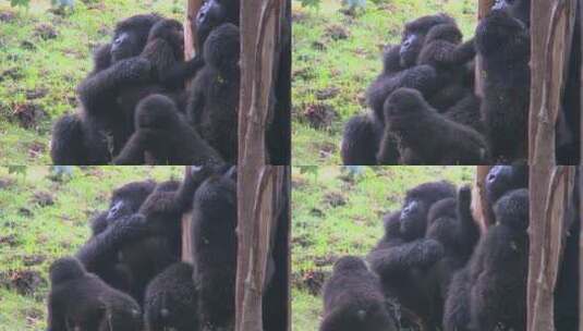 卢旺达的一个山地大猩猩家族高清在线视频素材下载