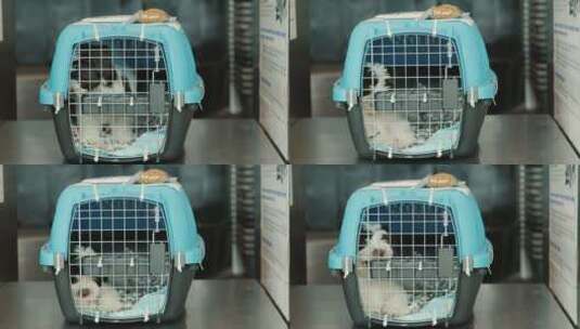 被关在笼子里的宠物狗高清在线视频素材下载