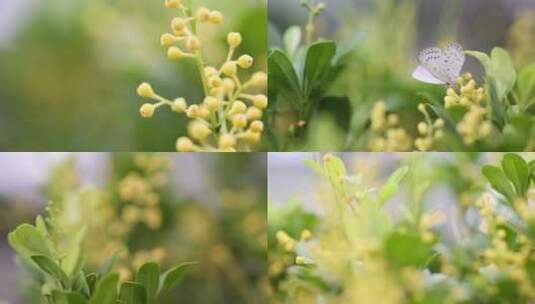 小清新米兰花花丛中的蝴蝶 鲜花 高清实拍高清在线视频素材下载