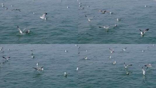 海面成群的海鸥高清在线视频素材下载