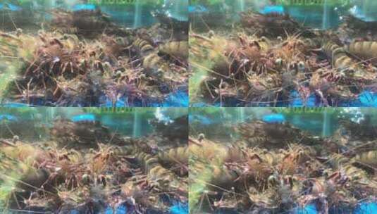 水中的九节虾高清在线视频素材下载