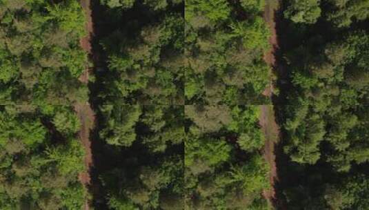 从上面看到的穿过松林的道路高清在线视频素材下载