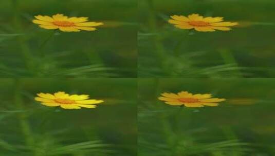 4K花草植物素材——金鸡菊高清在线视频素材下载