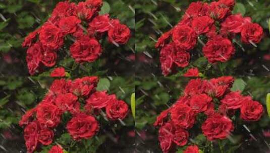 被雨淋湿的红花高清在线视频素材下载