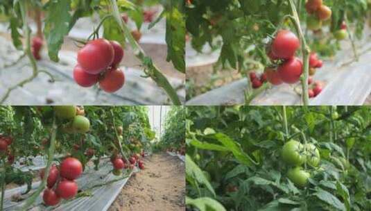 番茄西红柿大棚种植高清在线视频素材下载