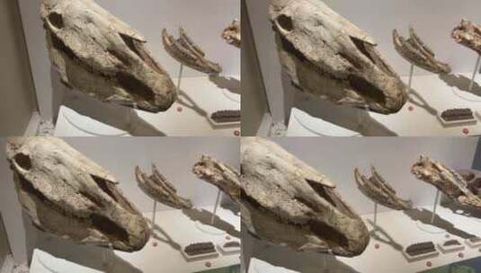 古生物骨骼化石恐龙化石高清在线视频素材下载