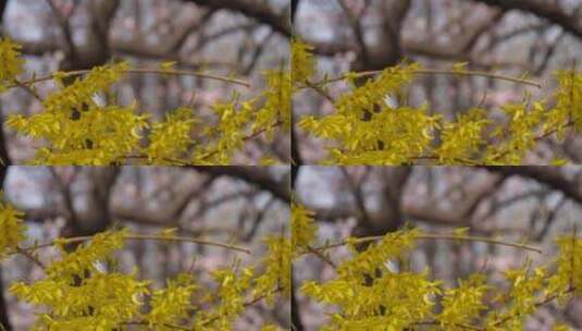 黄色鲜花迎春花植物园高清在线视频素材下载