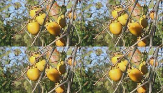 树上的柿子4k高清在线视频素材下载