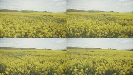 黄色的花朵在风中摇曳高清在线视频素材下载