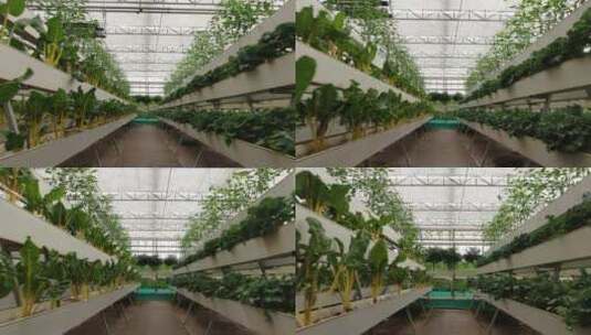 现代农业大棚种植绿色有机蔬菜高清在线视频素材下载