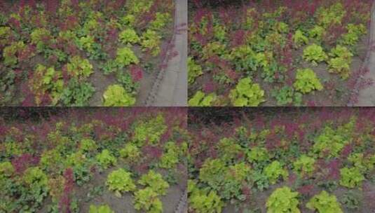 上海植物园品质绿色植被人流实拍高清在线视频素材下载