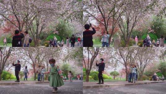 春天公园花落-行人散步高清在线视频素材下载