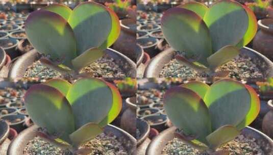 唐印多肉植物特写镜头高清在线视频素材下载