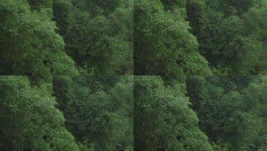 山林树木树叶高清在线视频素材下载
