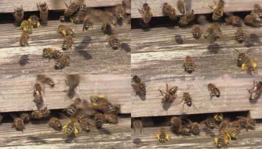 蜜蜂飞回蜂箱高清在线视频素材下载