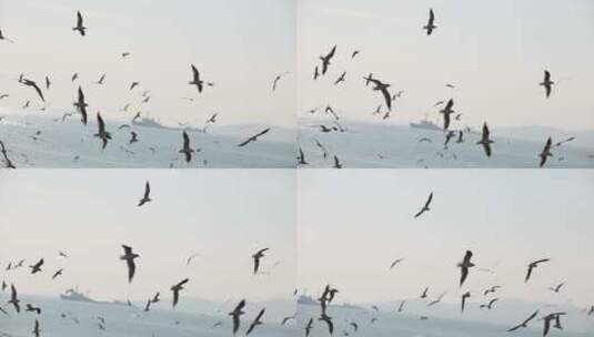 海鸥在空中飞翔高清在线视频素材下载