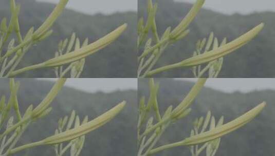 无公害黄花菜成熟期拍摄LOG高清在线视频素材下载