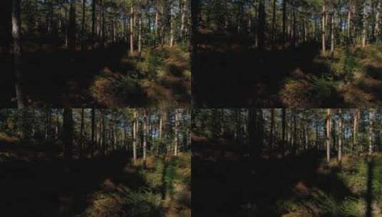 森林的深处的拍摄镜头高清在线视频素材下载