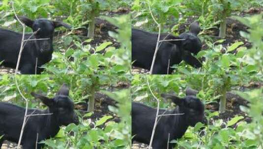 吃树叶的黑色小山羊高清在线视频素材下载
