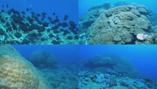 海洋生物鱼群珊瑚合集高清在线视频素材下载
