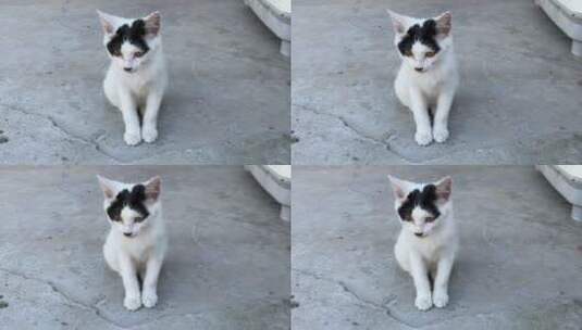可爱的小猫咪高清在线视频素材下载