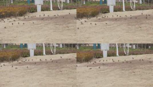 一群在枯黄草坪上觅食的麻雀高清在线视频素材下载