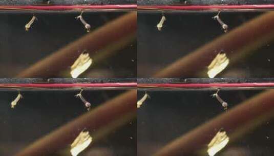 水里的蚊子幼虫孑孓高清在线视频素材下载