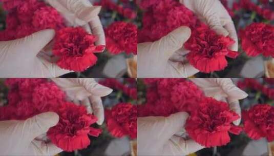 售货员在花店展示时尚的红色康乃馨高清在线视频素材下载