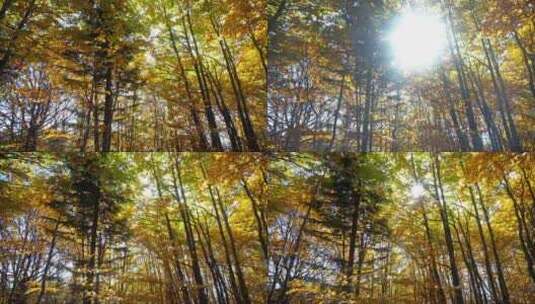 秋日的森林高清在线视频素材下载