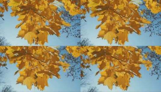 镜头下泛黄的枫叶高清在线视频素材下载