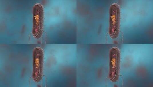 动物细胞 植物细胞 微观医学三维动画展示高清在线视频素材下载