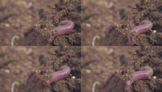 在土壤里挖洞的蠕虫高清在线视频素材下载
