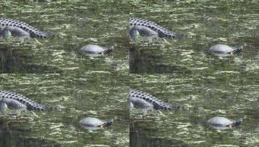 鳄鱼与海龟的放大镜头高清在线视频素材下载